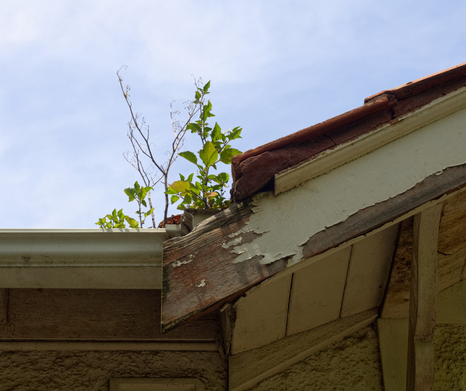 Prevent Roof Rot and Damage